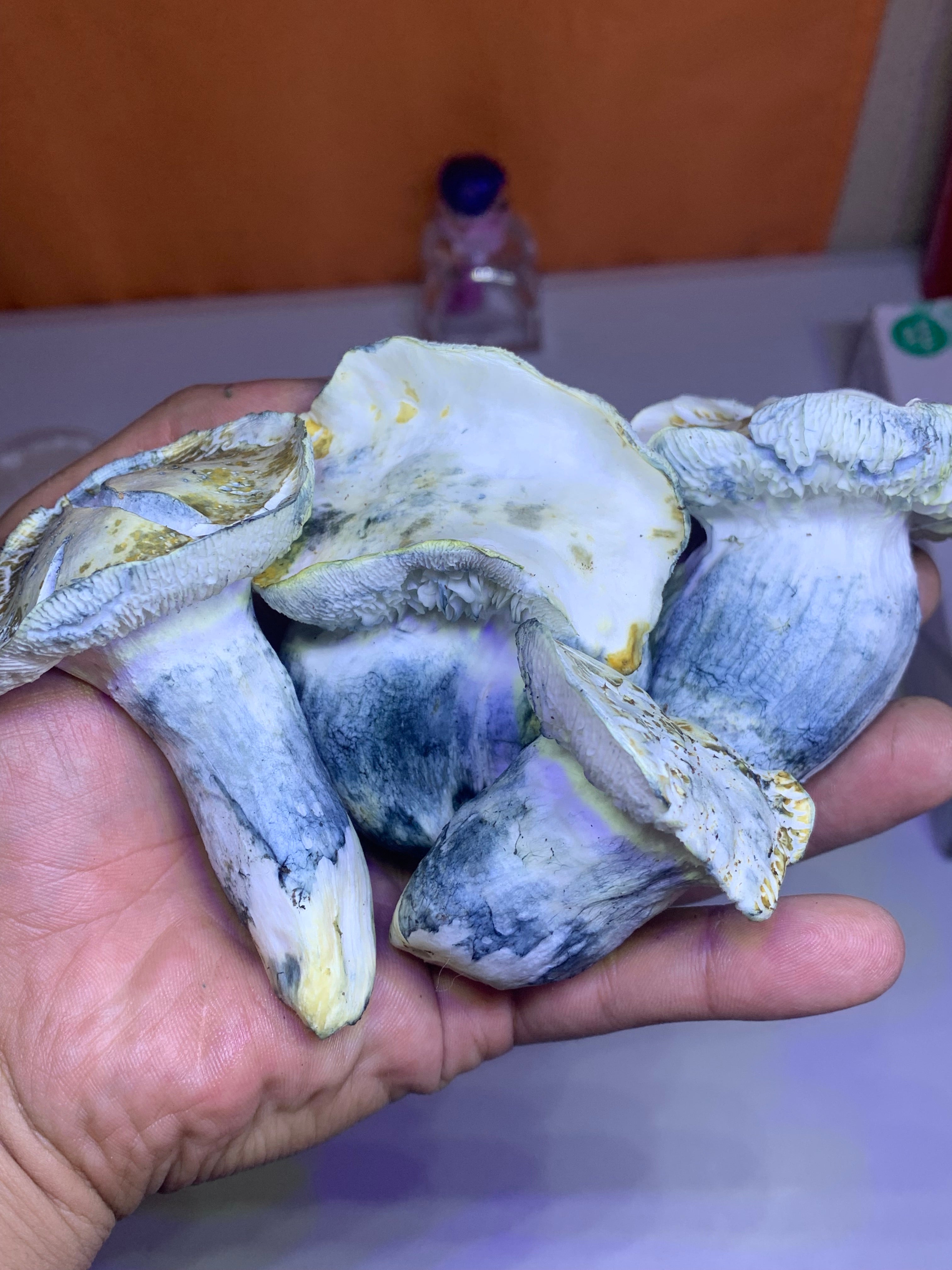 Albino penis envys