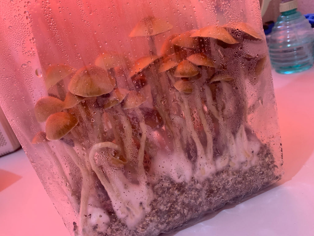 kit basico de cultivo