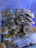 Golden teacher