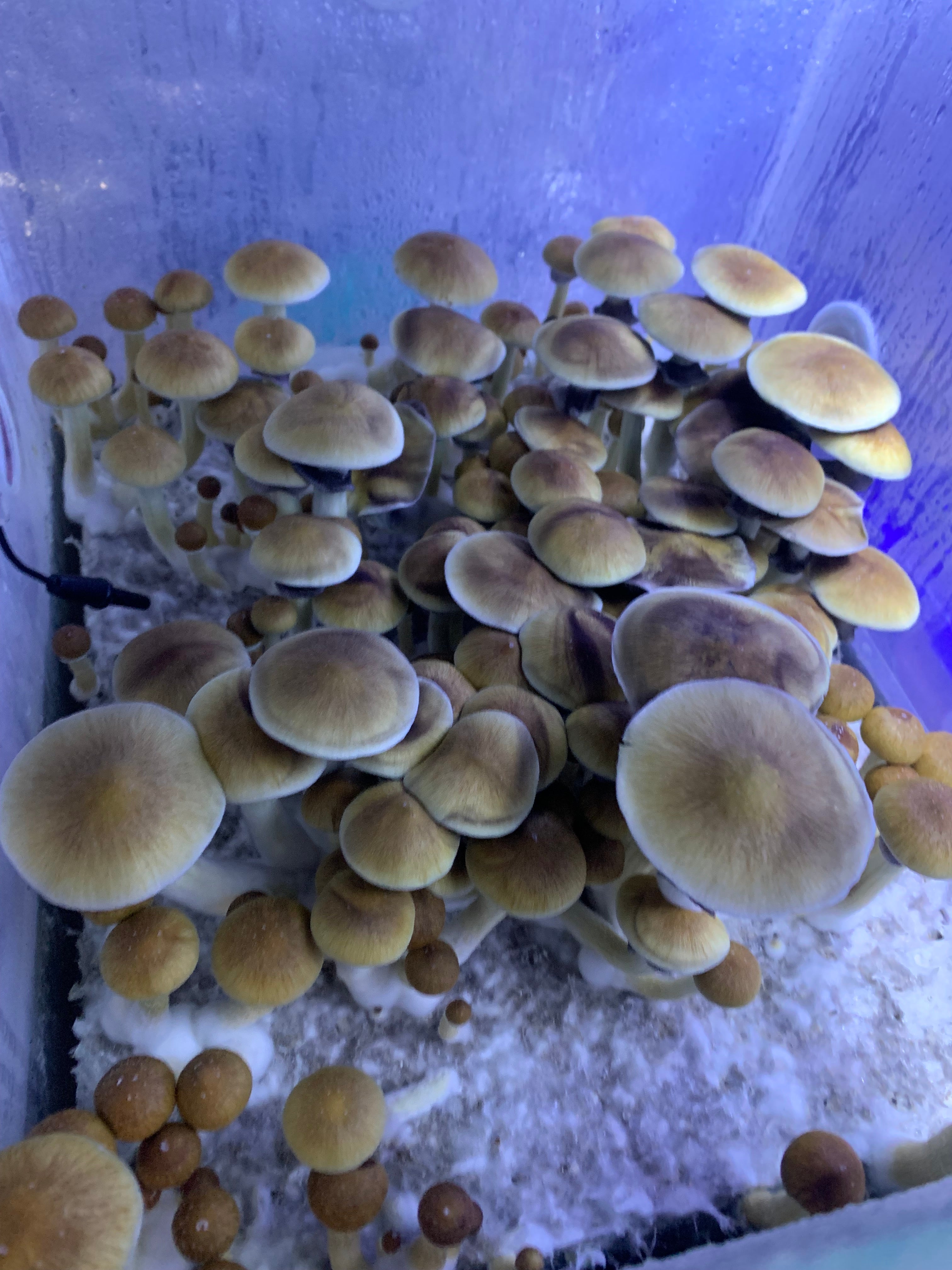 Golden teacher